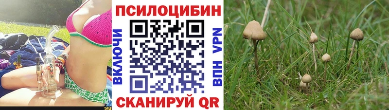 где купить наркотик  гидра ссылки  Псилоцибиновые грибы прущие грибы  Казань 